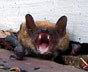 How to get rid of Bats in Auburn Hills
