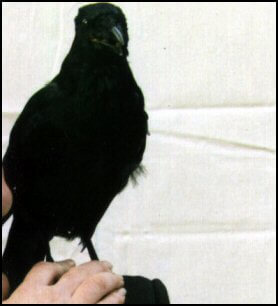 American Black Bird