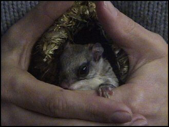 Northern Flying Squirrel