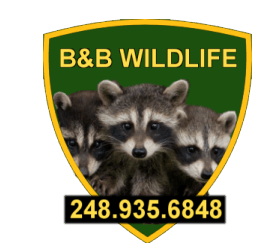 B&B Wildlife Removal Service